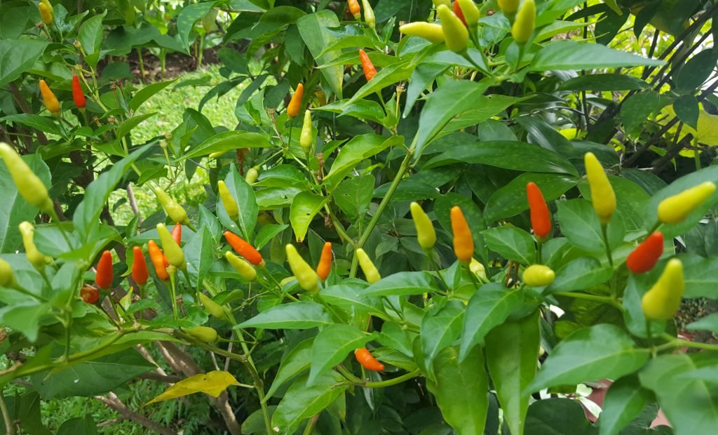 Capsicum Frutescens Piment Oiseau Bird S Eye Chili 15 Graines