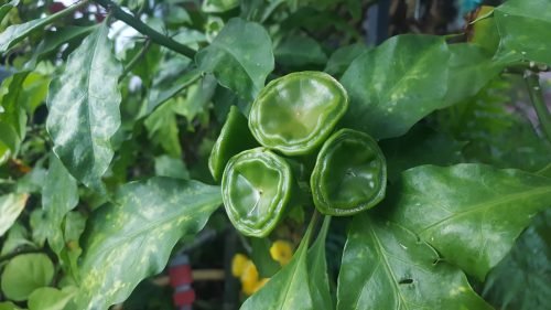 Pereskia bleo (fruits)