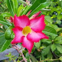 Adenium obesum