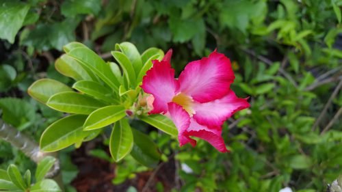 Adenium obesum