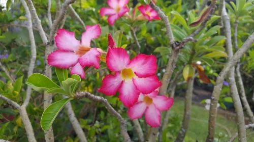 Adenium obesum