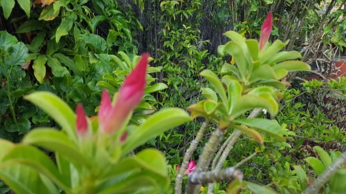 Adenium obesum