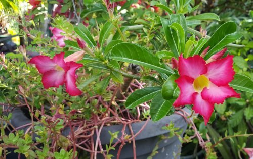 Adenium obesum