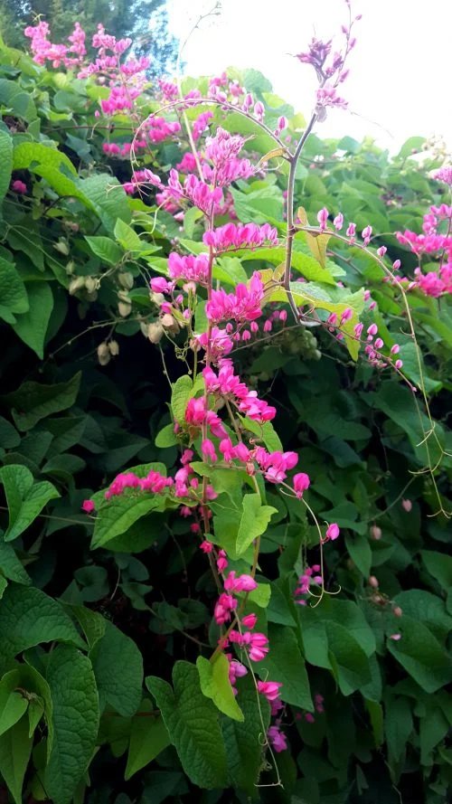 Antigonon leptopus