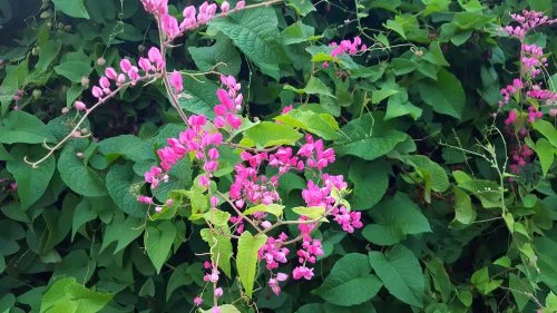 Antigonon leptopus