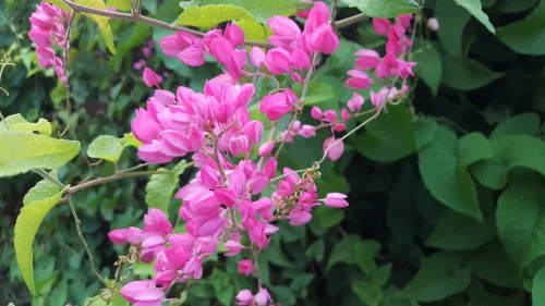Antigonon leptopus