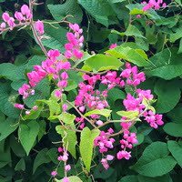 Antigonon leptopus