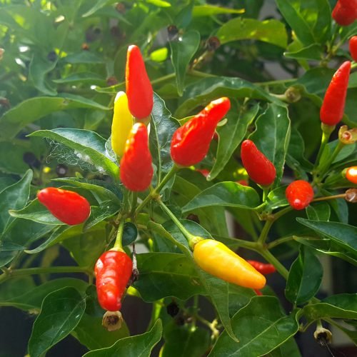 Capsicum frutescens - Piment Oiseau / Bird's Eye Chili - (graines/seeds) – Image 3