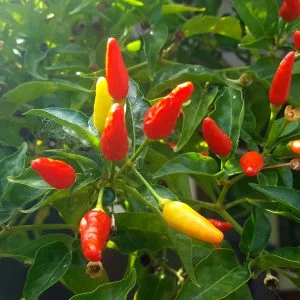 Capsicum frutescens - Piment Oiseau / Bird's Eye Chili - (graines/seeds)