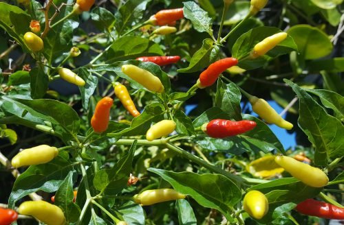 Capsicum frutescens - Piment Oiseau / Bird's Eye Chili - (graines/seeds) – Image 4