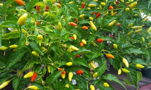 Capsicum frutescens - Piment Oiseau / Bird's Eye Chili - (graines/seeds) – Image 5