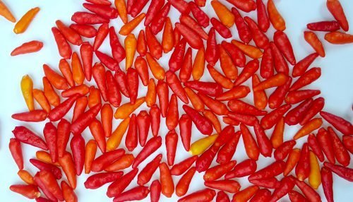 Capsicum frutescens - Piment Oiseau / Bird's Eye Chili - (graines/seeds) – Image 6