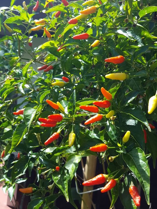 Capsicum frutescens - Piment Oiseau / Bird's Eye Chili - (graines/seeds) – Image 7