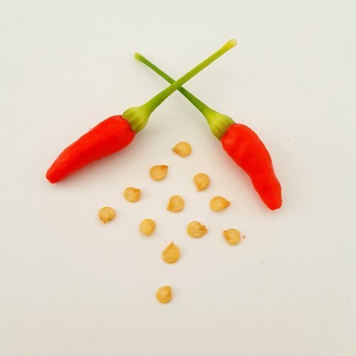 Capsicum frutescens - Piment Oiseau / Bird's Eye Chili - (graines/seeds) – Image 2