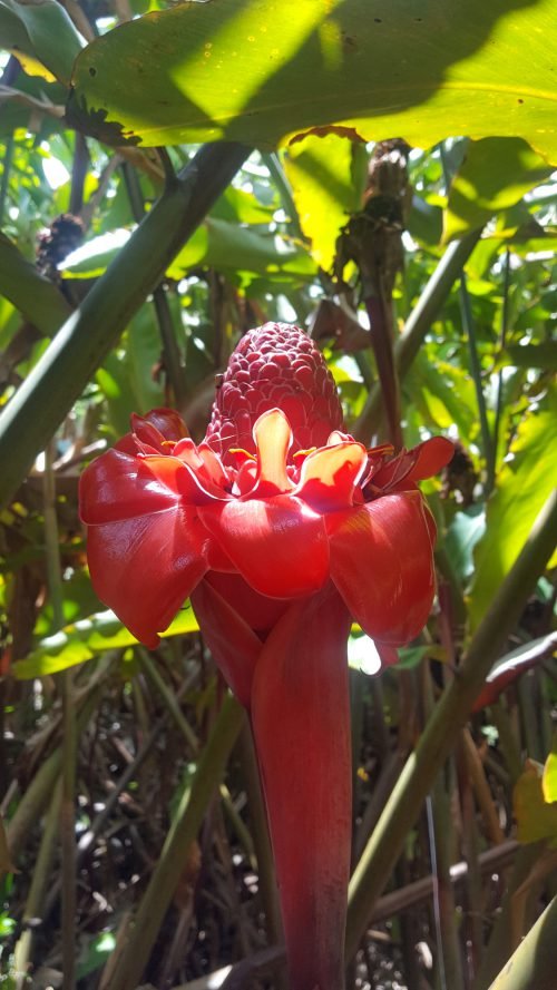 Etlingera eliator