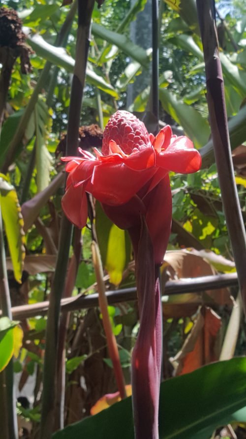 Etlingera eliator