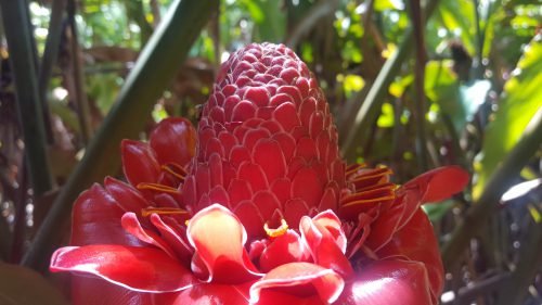 Etlingera eliator