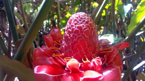 Etlingera eliator