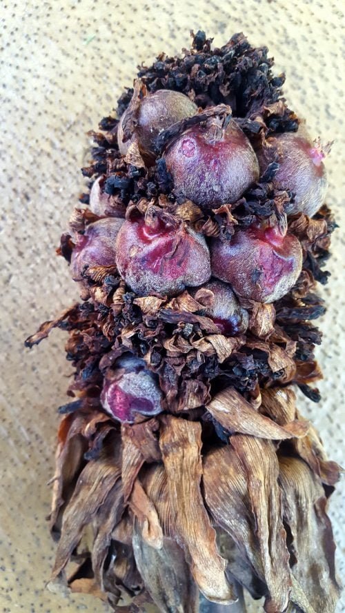 Etlingera eliator (capsules de graines)