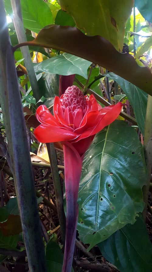 Etlingera eliator