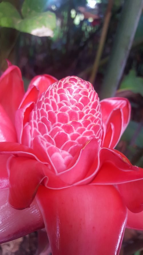 Etlingera eliator