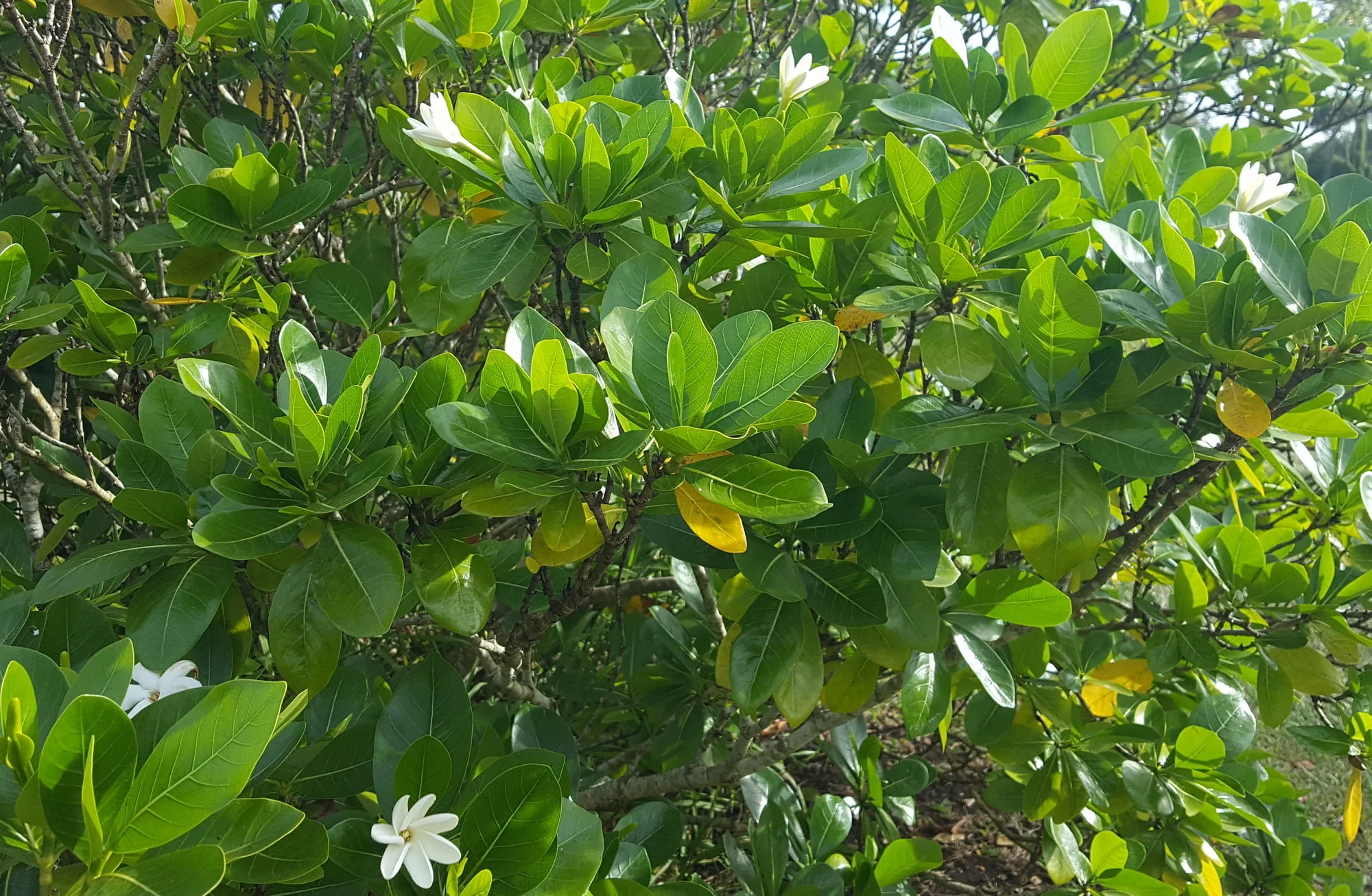 Gardenia taitensis -Tiare Tahiti/Tahitian Gardenia - (graines/seeds) – Image 7