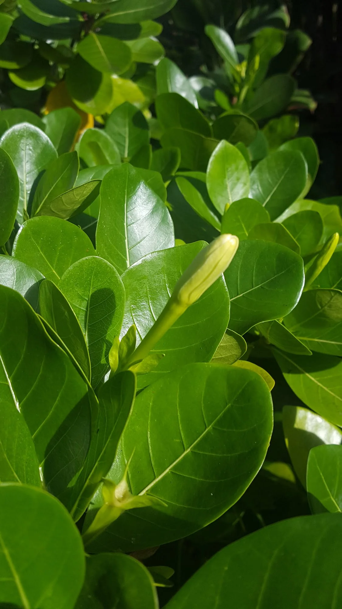 Gardenia taitensis -Tiare Tahiti/Tahitian Gardenia - (graines/seeds) – Image 5