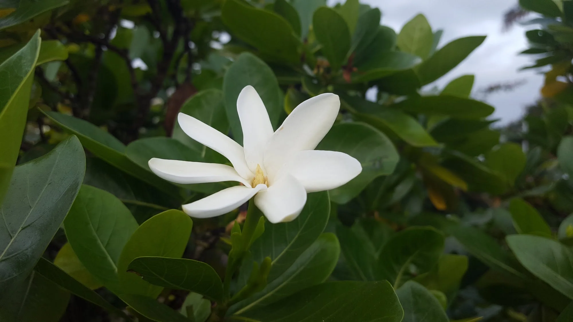 Gardenia taitensis -Tiare Tahiti/Tahitian Gardenia - (graines/seeds) – Image 4