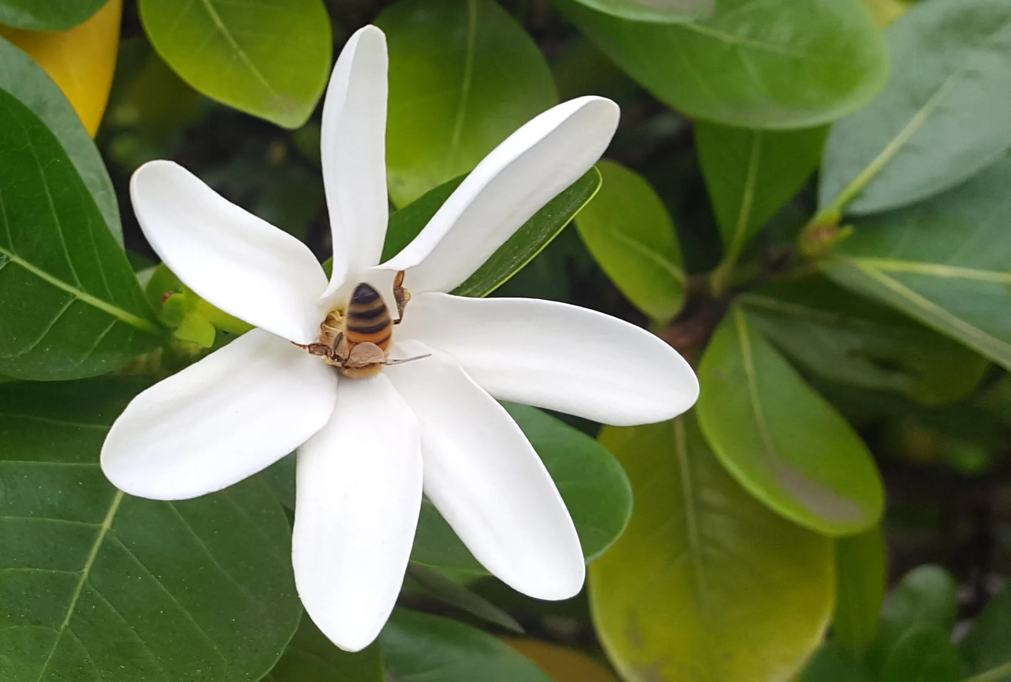Gardenia taitensis -Tiare Tahiti/Tahitian Gardenia - (graines/seeds) – Image 3