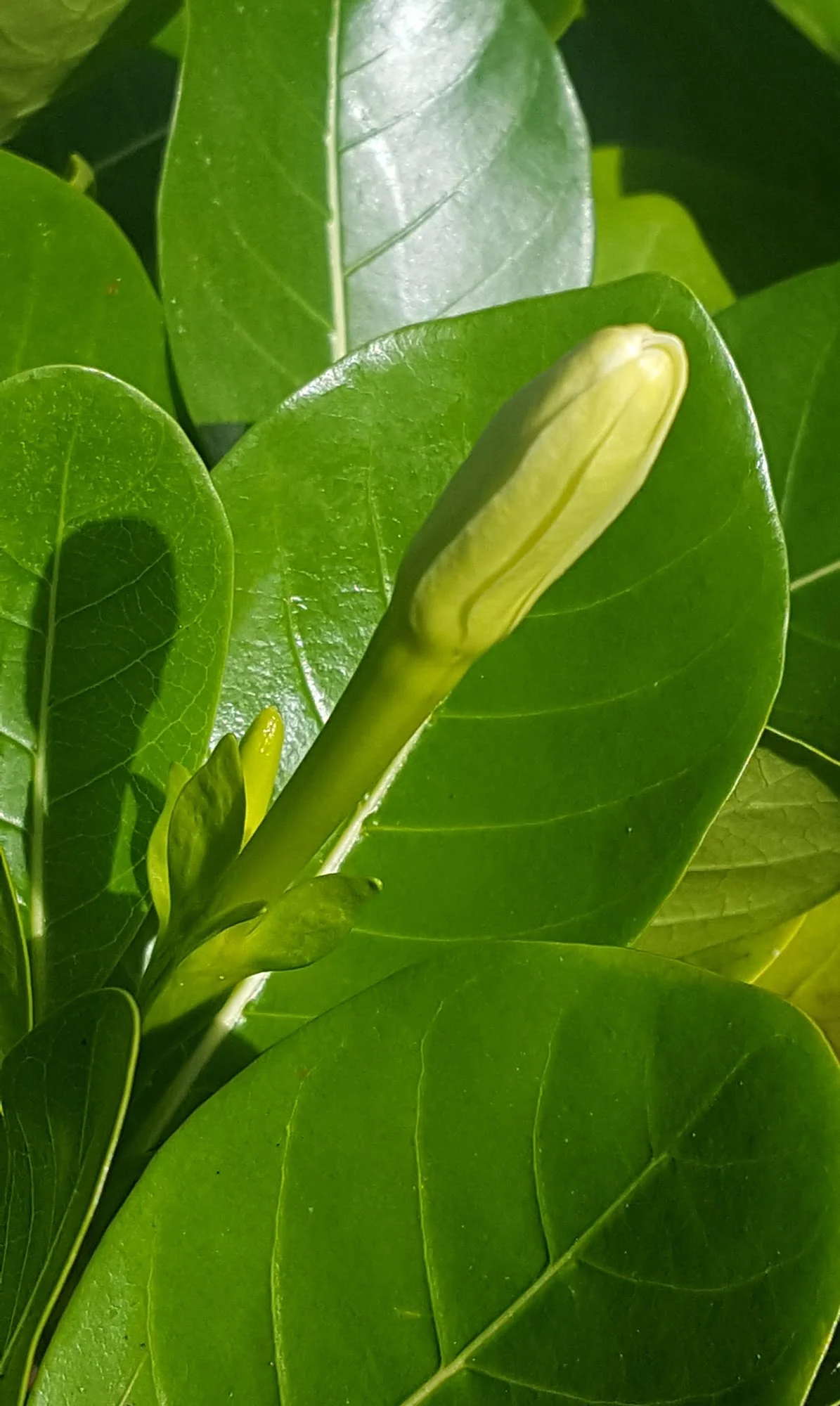 Gardenia taitensis -Tiare Tahiti/Tahitian Gardenia - (graines/seeds) – Image 6