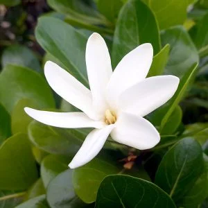 Gardenia taitensis -Tiare Tahiti/Tahitian Gardenia - (graines/seeds)