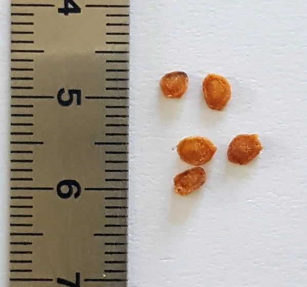 Gardenia taitensis -Tiare Tahiti/Tahitian Gardenia - (graines/seeds) – Image 8