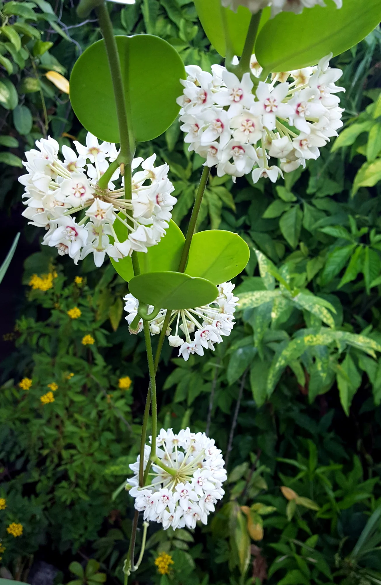 Hoya australis - Liane de cire (graines) – Image 2