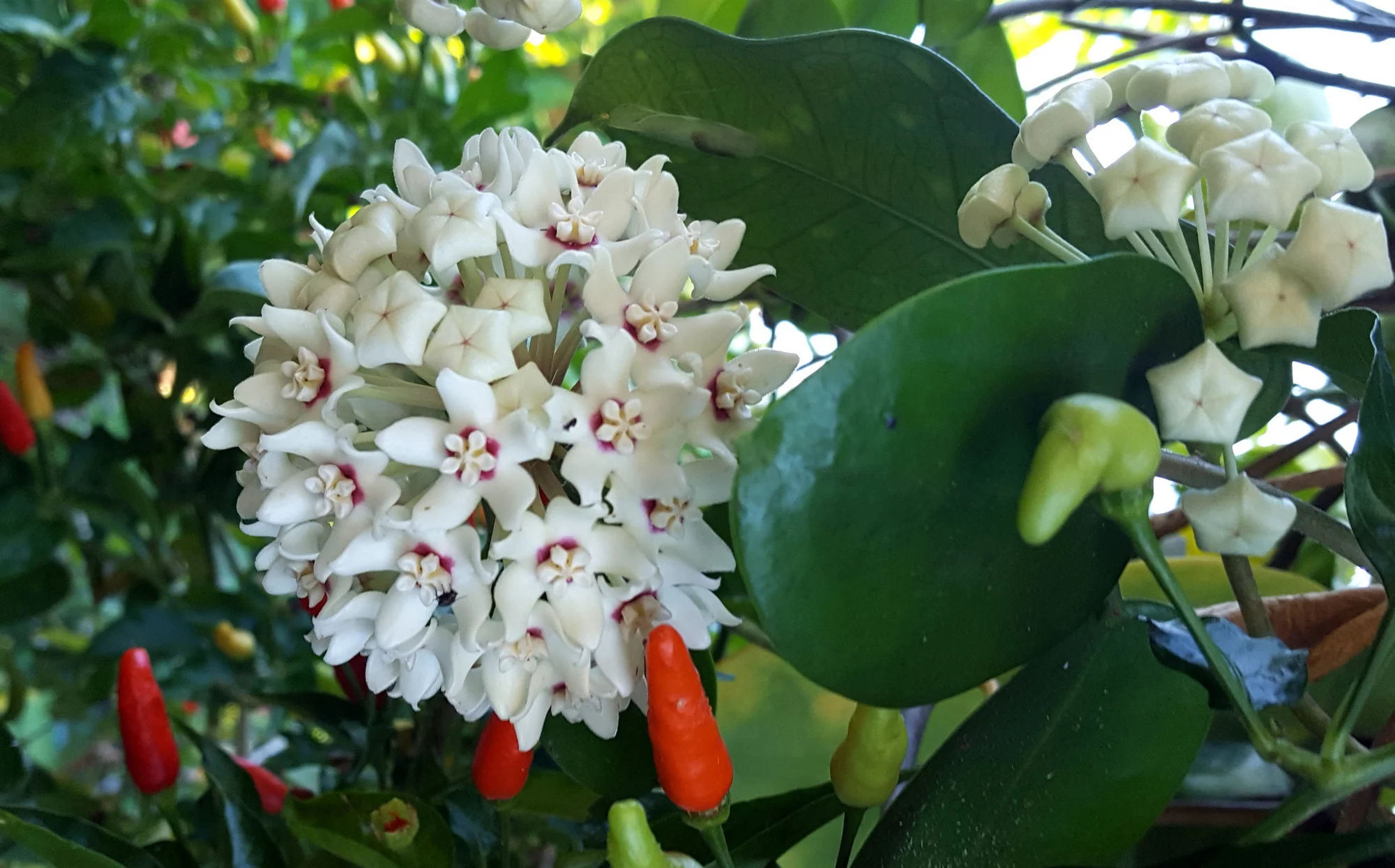 Hoya australis - Liane de cire (graines) – Image 3