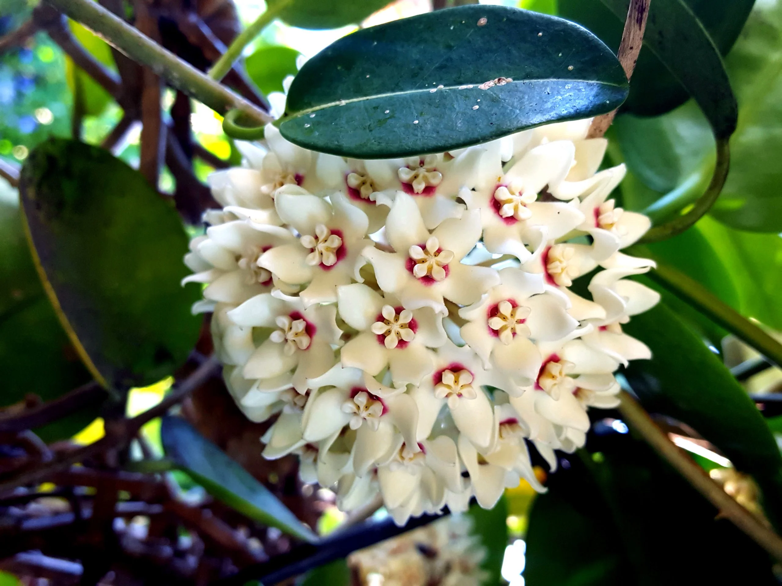 Hoya australis - Liane de cire (graines) – Image 4