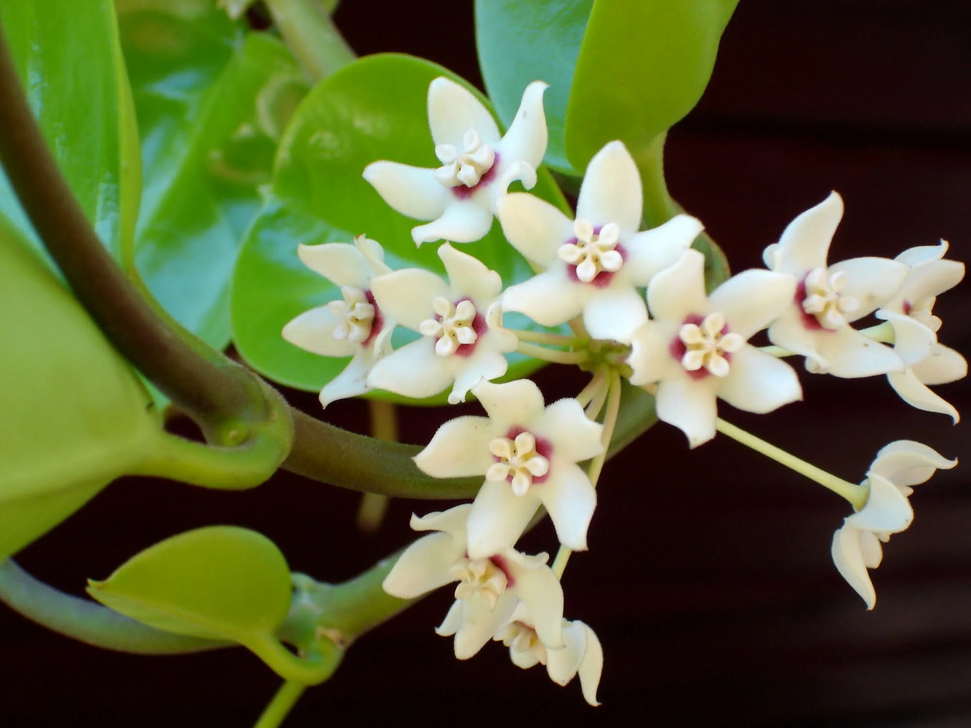 Hoya australis - Liane de cire (graines) – Image 6