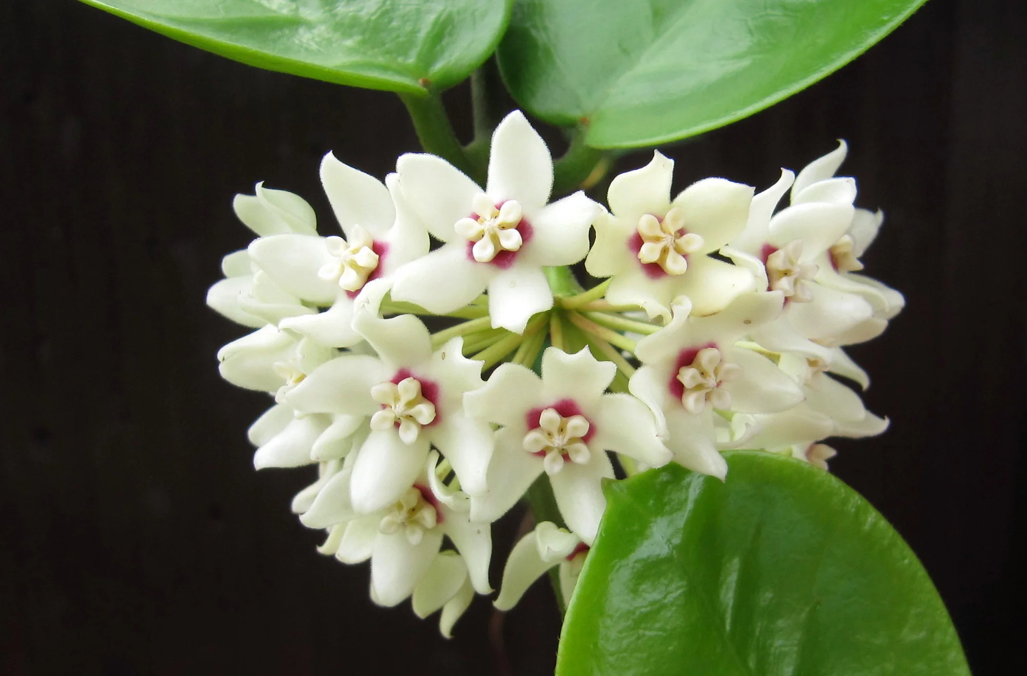 Hoya australis - Liane de cire (graines) – Image 5