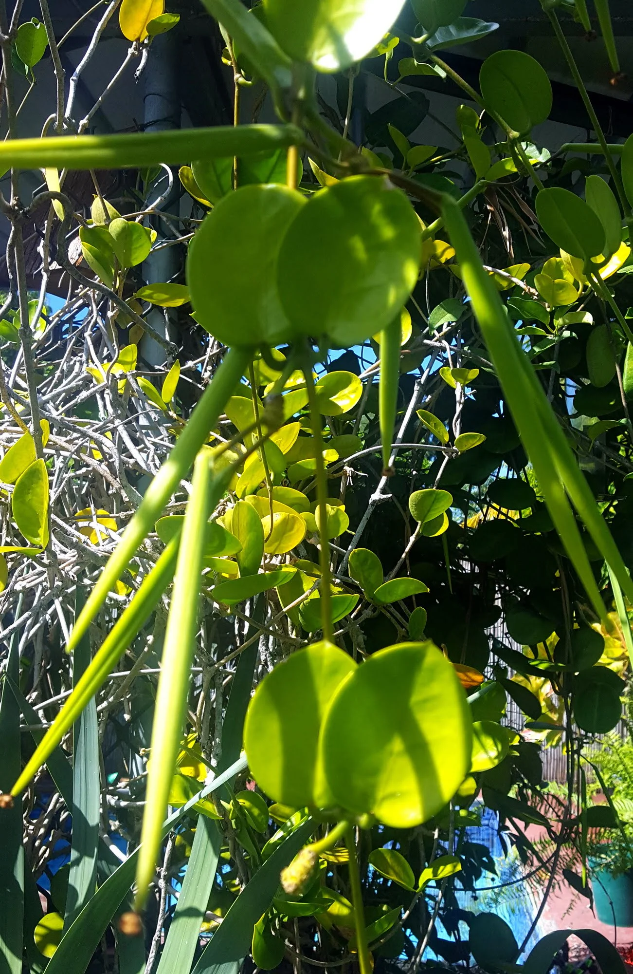Hoya australis - Liane de cire (graines) – Image 7