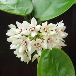 Hoya australis - Liane de cire (graines)