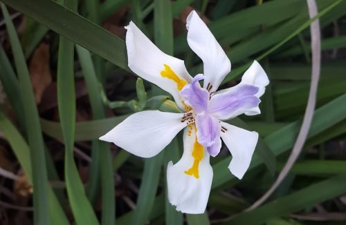 Iris sibirica