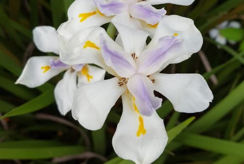 Iris sibirica