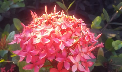 Ixora coccinea