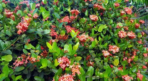 Ixora coccinea