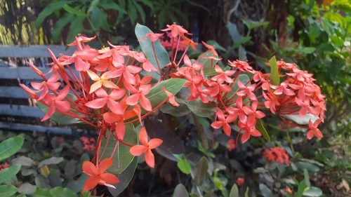 Ixora coccinea