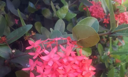 Ixora coccinea