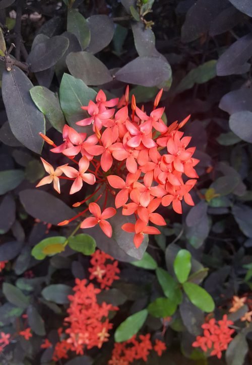 Ixora coccinea