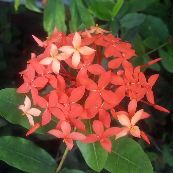 Ixora coccinea