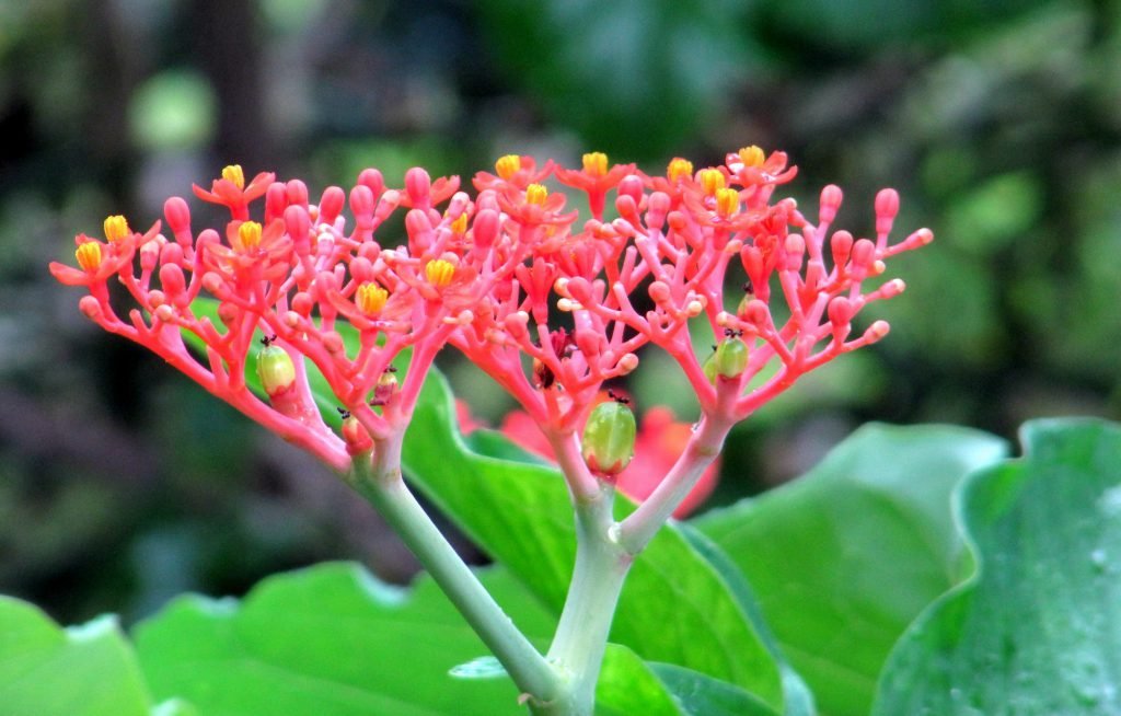 Zatropha Jatropha Podagrica Giftig _ Jatropha podagrica: schöne blühende Pflanze ...