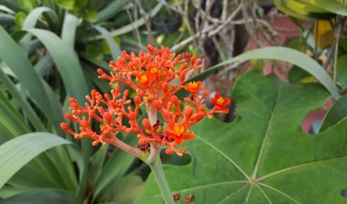 Jatropha podagrica