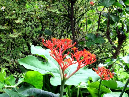 Jatropha podagrica